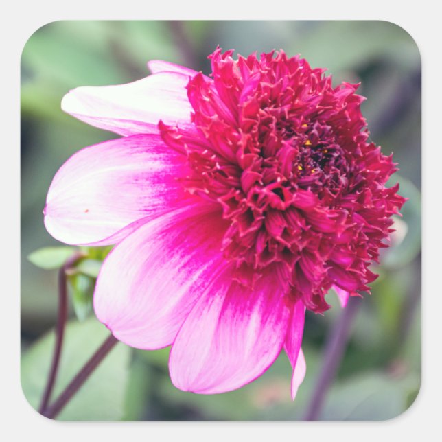 Frilly Pink and Magenta Dahlia Square Sticker (Front)