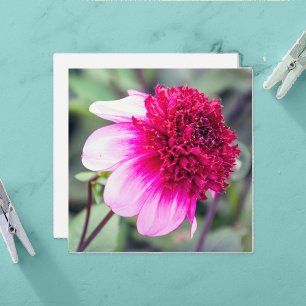 Frilly Pink and Magenta Dahlia Thank You Card