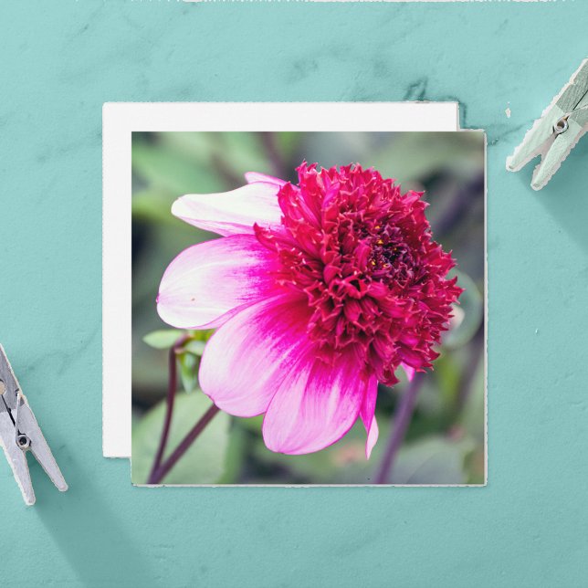 Frilly Pink and Magenta Dahlia Thank You Card (Creator Uploaded)