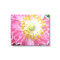 Frilly Pink Poppy