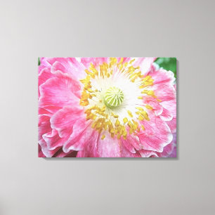 Frilly Pink Poppy Canvas Print