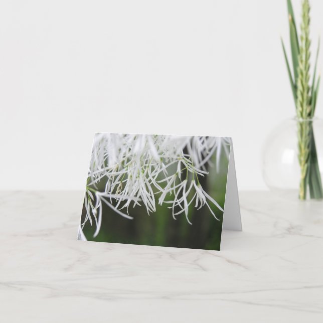 Fringe tree (Chionanthus virginicus) card (Front)