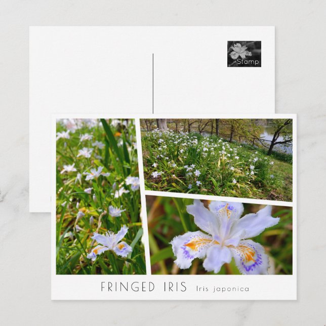 Fringed Iris Postcard (Front/Back)