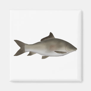 Fringed-lipped Peninsula Carp  Magnet
