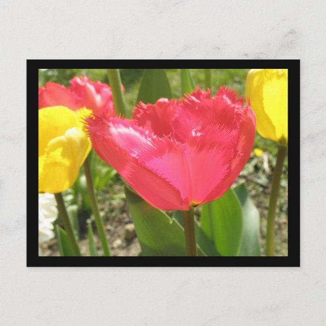 Fringed Tulips Postcard (Front)