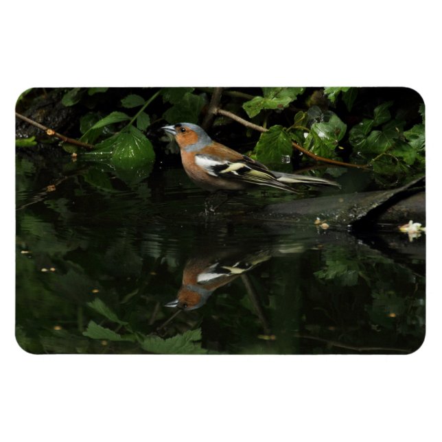 Fringilla coelebs magnet (Horizontal)
