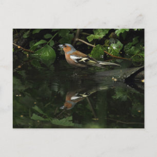 Fringilla coelebs postcard