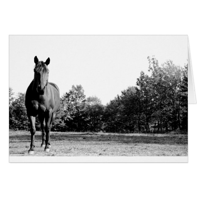 Frisco (Front Horizontal)