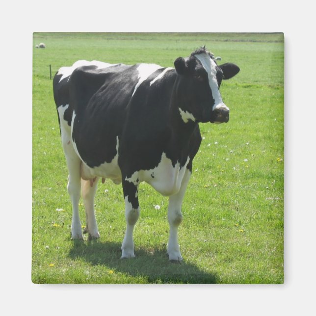 Frisian cow in green meadow Fridge Magnet (Front)