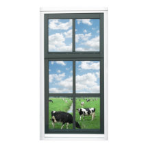 Frisian Holstein Cows Farm Faux Window View Poster