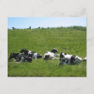 Frisian Holstein Cows Postcard