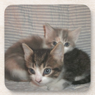 Frisky Kitties Coaster