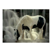 Frison, Papier poster (mat)