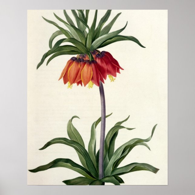 Fritillaria Imperialis from, `Les Lilacees', 1802- Poster (Front)