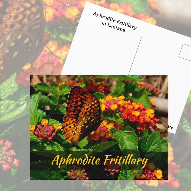 Fritillary Butterfly Lantana Flowers Photographic Postcard (Creator Uploaded)