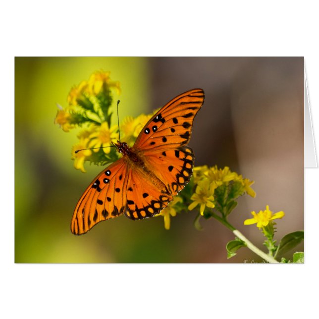 Fritillary Gulf Butterfly Gifts and Apparel (Front Horizontal)