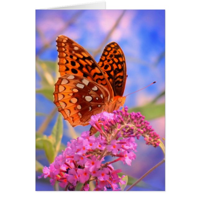 Fritillary on Blue - Bright Butterfly (Front)