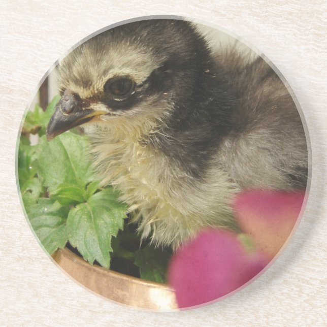 Frizzle Chick Coaster (Front)