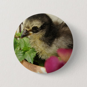 Frizzle Chick in Flowers 6 Cm Round Badge
