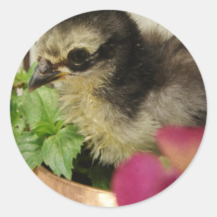 Frizzle Chick in Flowers Classic Round Sticker