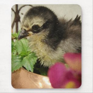 Frizzle Chick in Flowers Mouse Pad