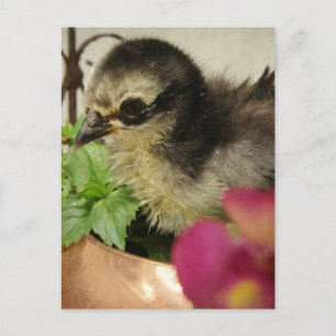 Frizzle Chick Postcard