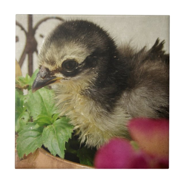 Frizzle Chick Tile (Front)