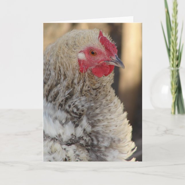 Frizzle Hen Card (Front)