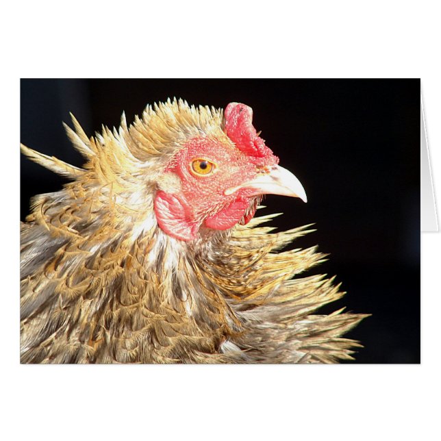 Frizzle Roo (Front Horizontal)