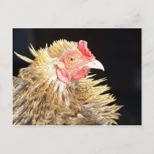 Frizzle Roo Postcard