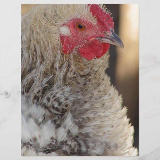 Frizzle Rooster (Front)