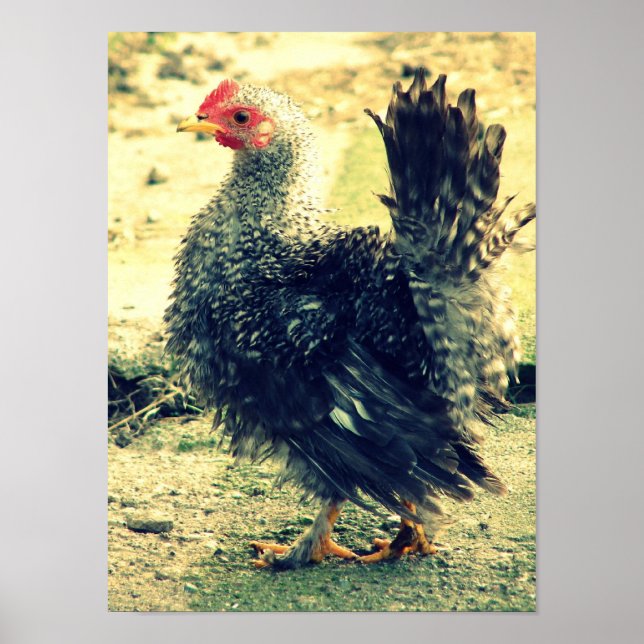 Frizzle Rooster Poster (Front)