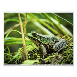 Frog 01 photo print