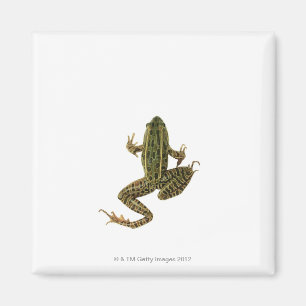 Frog 2 magnet