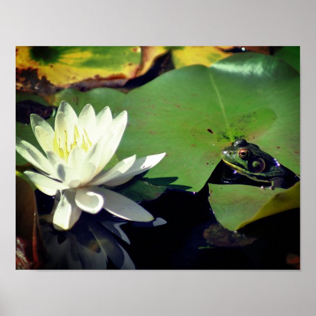 Frog Admiring Water Lily  Poster (Front)