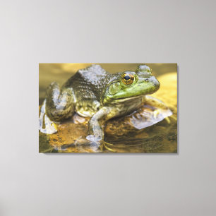 Frog along the Buffalo River, Mile 126 on the Canvas Print