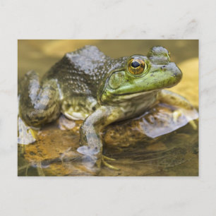 Frog along the Buffalo River, Mile 126 on the Postcard