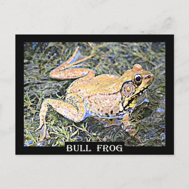 Frog (American Bull Frog) Postcard (Front)