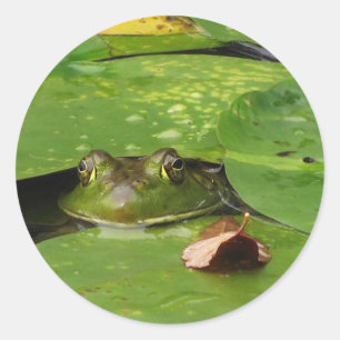 Frog and Lily Pads Classic Round Sticker