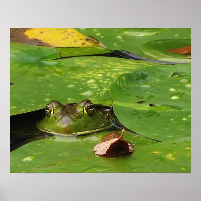 Frog and Lily Pads Poster (Front)