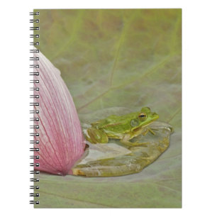 Frog and lotus flower petal, China, Notebook