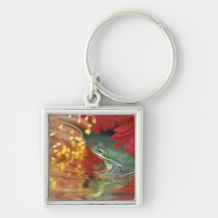 Frog and reflections among flowers. Credit as: Key Ring