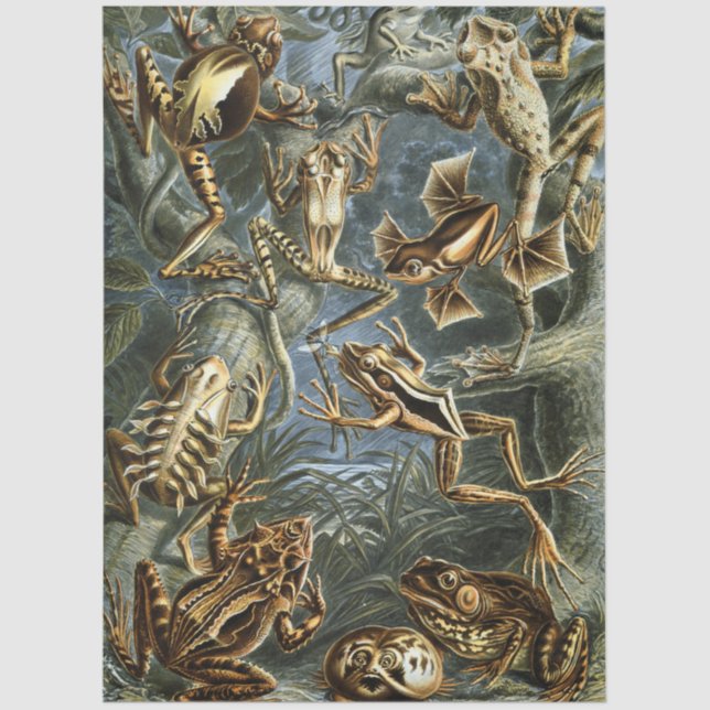 Frog and toad Ernst Haeckel vintage Tissue Paper (Front)