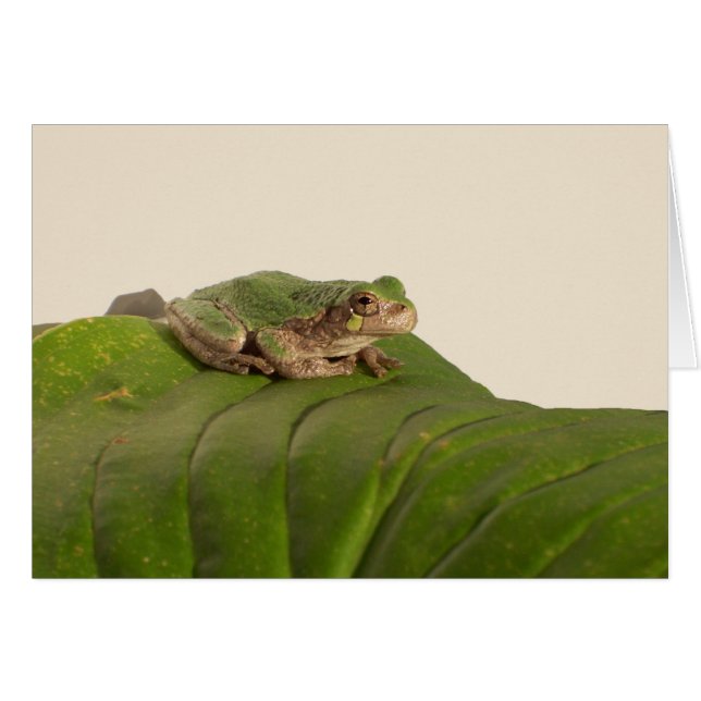 Frog Card, Frog on a Big Green Leaf (Front Horizontal)