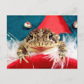 Frog Christmas , Tinsel, feathers, santa pattern Holiday Postcard