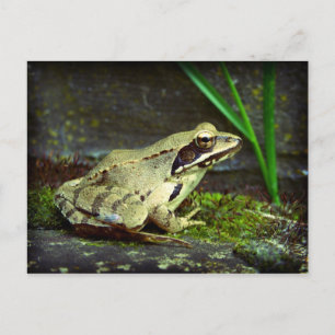 Frog close up / macro postcard