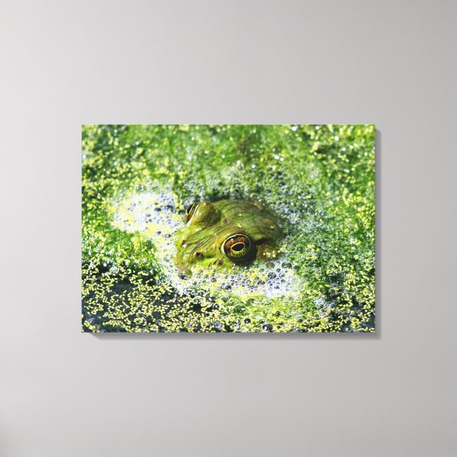 Frog Eyes Canvas Print (Front)