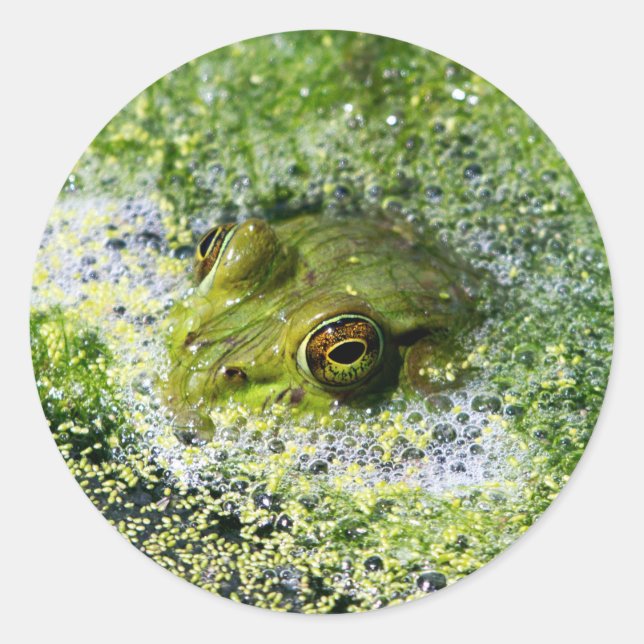 Frog Eyes Classic Round Sticker (Front)