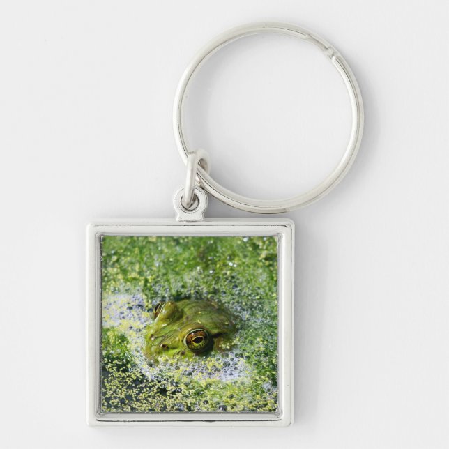 Frog Eyes in a Pond Key Ring (Front)