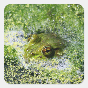 Frog Eyes in a Pond Square Sticker